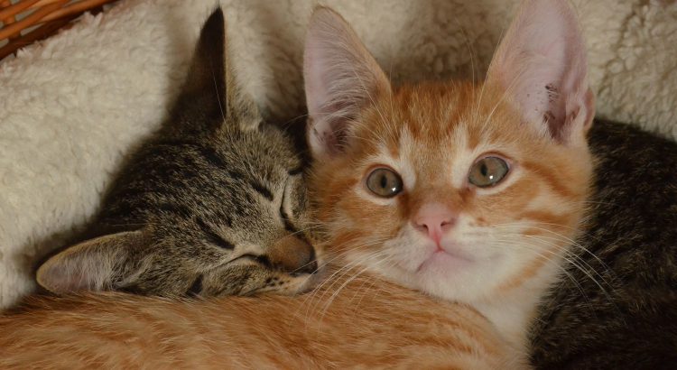Kittens (PD)