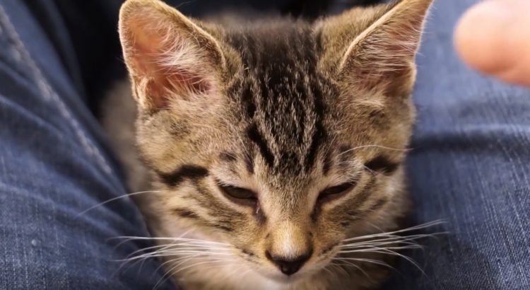 sleepy-kitten