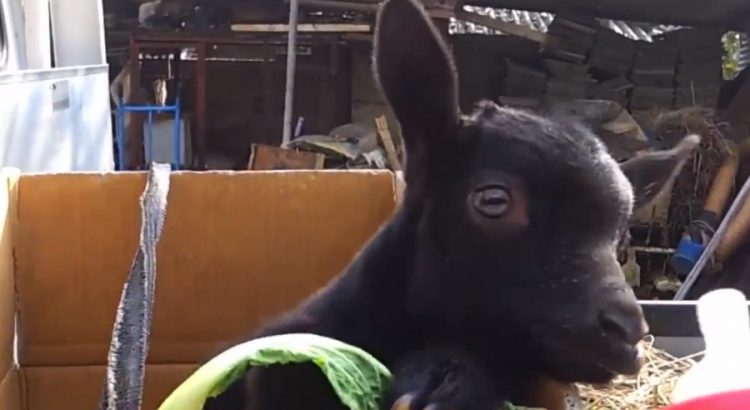 Baby Goats Want to Have Fun Too