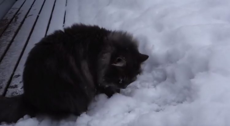 Cat likes the snow