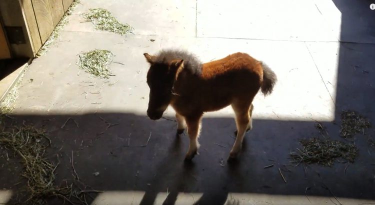 Cute Little Horse