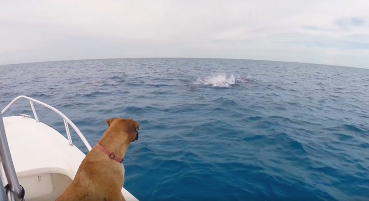 Dog and Dolphins