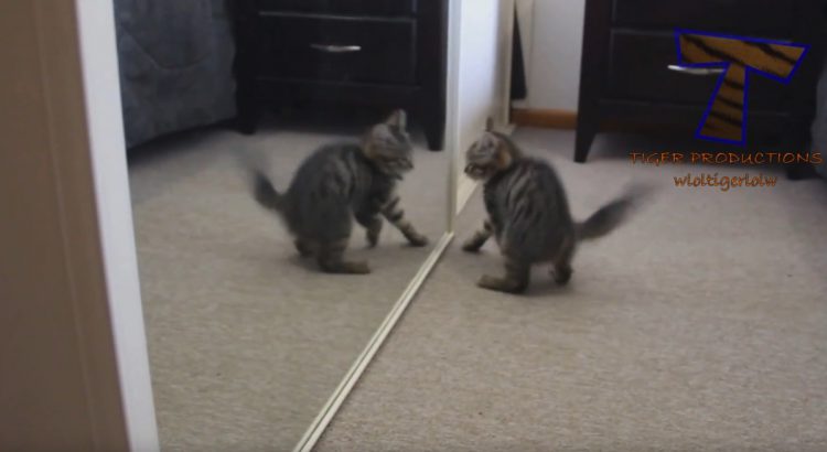Kittens do Funny Things