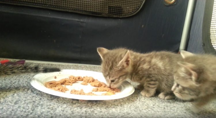 Kittens eating for first time