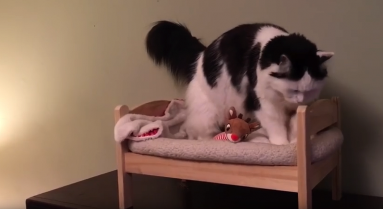 Kitty Bed Time