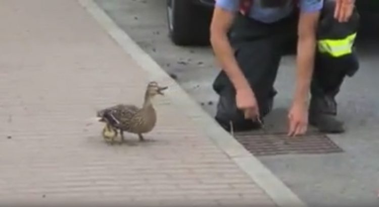 Mother Duck Waits for her Babies to be Rescued