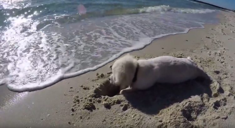 Puppy at the Seaside