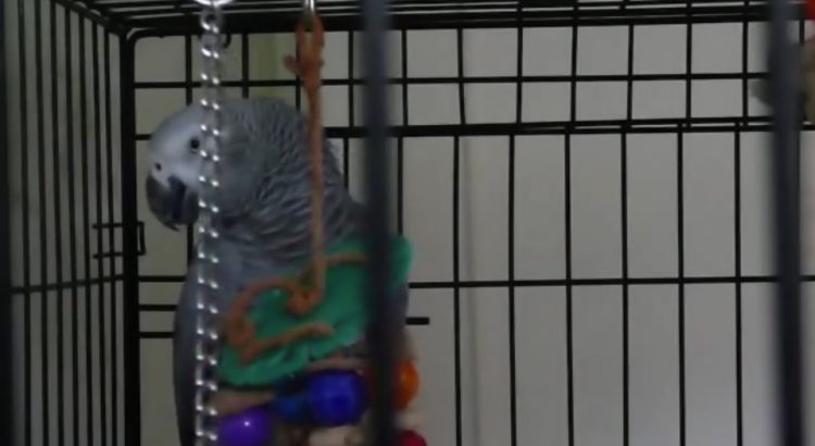 Talkative Parrot