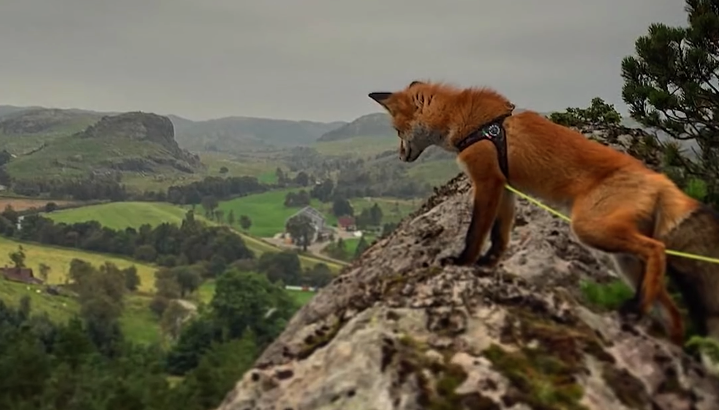 Foxes can be cute