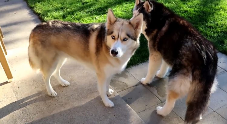 Gorgeous Husky Puppies