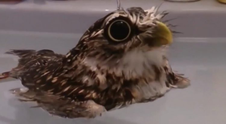 Owl-Right